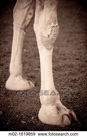 Stock Photo - Camels in Timanfaya Volcanoe National Park in Lanzarote, Canary Islands, Spain. Fotosearch