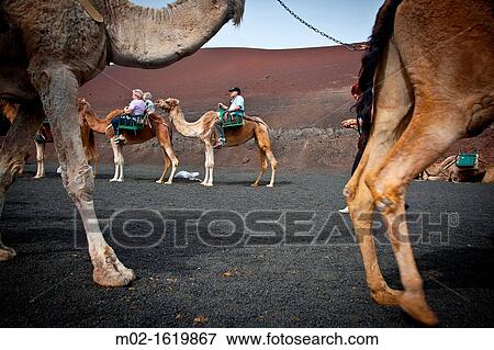 Camels in Timanfaya Volcanoe National Park in Lanzarote, Canary Islands, Spain View Large Photo Image Stock Photo - Camels in Timanfaya Volcanoe National Park in Lanzarote, Canary Islands, Spain. Fotosearch