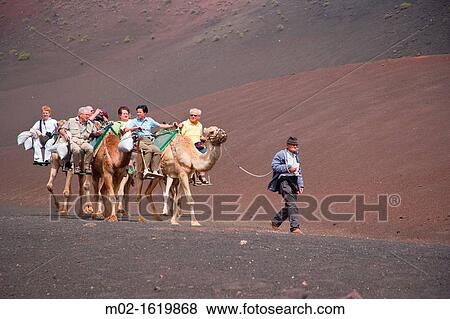 Camels in Timanfaya Volcanoe National Park in Lanzarote, Canary Islands, Spain View Large Photo Image Stock Photo - Camels in Timanfaya Volcanoe National Park in Lanzarote, Canary Islands, Spain. Fotosearch