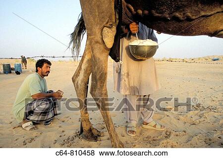 Camel's milk, Rub? al Khali (? Empty Quarter? in English) great sand desert, Oman, Arabian Peninsula View Large Photo Image Stock Photo - Camel's milk, Rub? al Khali (? Empty Quarter? in English) great sand desert, Oman, Arabian Peninsula. Fotosearch