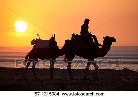 Camels on Essaouira Beach, Morocco View Large Photo Image Picture - Camels on Essaouira Beach, Morocco. Fotosearch