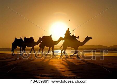 Camels on the beach of Essaouira. Morocco View Large Photo Image Stock Image - Camels on the beach of Essaouira. Morocco. Fotosearch