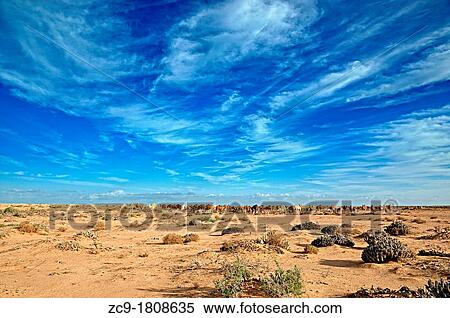 Camels on the hamada, Western Sahara View Large Photo Image Stock Photography - Camels on the hamada, Western Sahara. Fotosearch