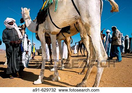 Camels race during the yearly tuareg festival? sebiba?. Djanet oasis. Tassili n? Ajjer. Sahara. Algeria View Large Photo Image Stock Image - Camels race during the yearly tuareg festival? sebiba?. Djanet oasis. Tassili n? Ajjer. Sahara. Algeria. Fotosearch
