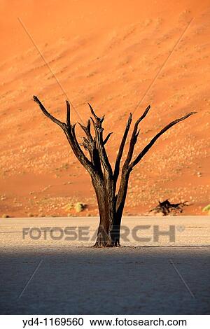 Camelthorn dead tree Acacia erioloba, in Ses Riem, Namib-Naukluft National Park, Namib desert, Namibia View Large Photo Image Stock Image - Camelthorn dead tree Acacia erioloba, in Ses Riem, Namib-Naukluft National Park, Namib desert, Namibia. Fotosearch