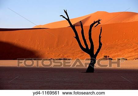 Camelthorn dead tree Acacia erioloba, Dead Vlei, Namib-Naukluft Mational Park, Namib desert, Namibia View Large Photo Image Stock Image - Camelthorn dead tree Acacia erioloba, Dead Vlei, Namib-Naukluft Mational Park, Namib desert, Namibia. Fotosearch