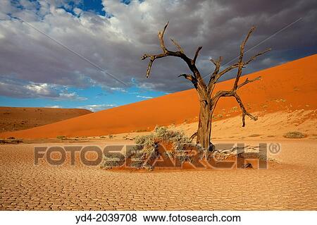 Camelthorn dead tree (Acacia erioloba), Hidden Vlei, Namib-Naukluft National Park, Namib desert, Namibia. View Large Photo Image Stock Photo - Camelthorn dead tree (Acacia erioloba), Hidden Vlei, Namib-Naukluft National Park, Namib desert, Namibia.. Fotosearch