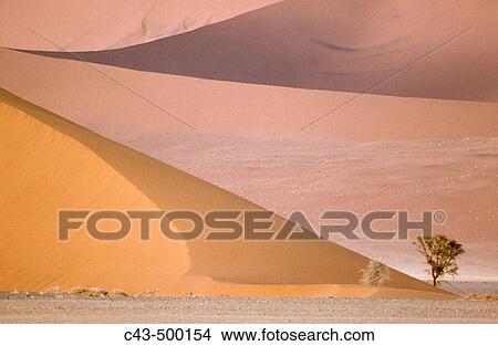 Camelthorn tree (Acacia erioloba) and sand dunes in the Namib Desert. Namib-Naukluft Park, Namibia. View Large Photo Image Picture - Camelthorn tree (Acacia erioloba) and sand dunes in the Namib Desert. Namib-Naukluft Park, Namibia.. Fotosearch