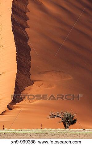 Camelthorn tree Acacia erioloba, and the red sand dune at the back, Namib-Naukluft National Park, Namib desert, Namibia, Africa View Large Photo Image Stock Photo - Camelthorn tree Acacia erioloba, and the red sand dune at the back, Namib-Naukluft National Park, Namib desert, Namibia, Africa. Fotosearch