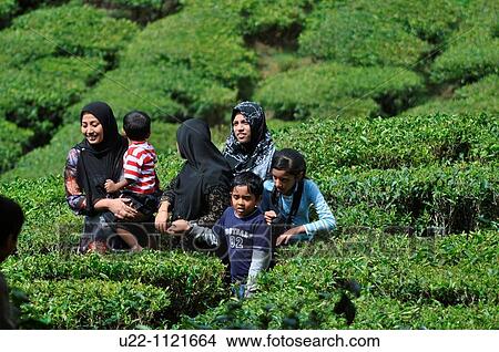 Cameron Highlands (Malaysia): Muslim family visiting a tea plantation View Large Photo Image Picture - Cameron Highlands (Malaysia): Muslim family visiting a tea plantation. Fotosearch