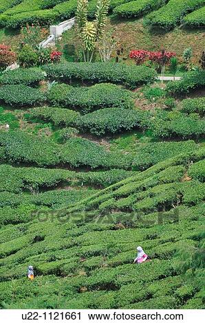 Cameron Highlands (Malaysia): Muslim family visiting a tea plantation View Large Photo Image Stock Image - Cameron Highlands (Malaysia): Muslim family visiting a tea plantation. Fotosearch