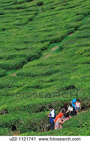 Cameron Highlands (Malaysia): Muslim family visiting a tea plantation View Large Photo Image Stock Image - Cameron Highlands (Malaysia): Muslim family visiting a tea plantation. Fotosearch