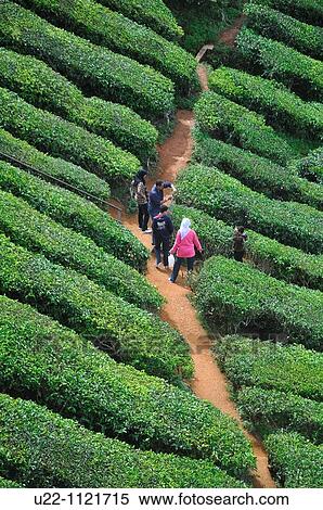 Cameron Highlands (Malaysia): Muslim family visiting a tea plantation View Large Photo Image Stock Photography - Cameron Highlands (Malaysia): Muslim family visiting a tea plantation. Fotosearch