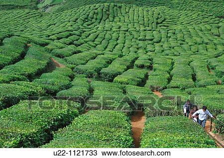 Stock Image - Cameron Highlands (Malaysia): tea plantation. Fotosearch