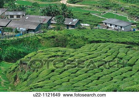 Cameron Highlands (Malaysia): tea plantation View Large Photo Image Stock Photo - Cameron Highlands (Malaysia): tea plantation. Fotosearch