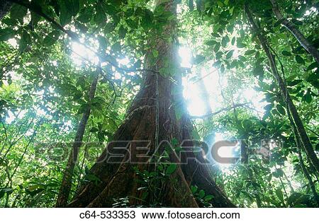 Cameroon View Large Photo Image Stock Image - Cameroon. Fotosearch
