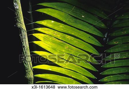 Camino de Cruces National Park Panama View Large Photo Image Stock Photo - Camino de Cruces National Park Panama. Fotosearch