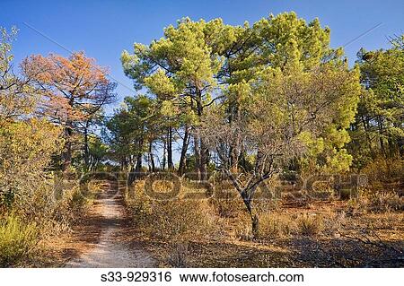 Camino en el pinar Cadalso de los Vidrios Madrid View Large Photo Image Stock Photograph - Camino en el pinar Cadalso de los Vidrios Madrid. Fotosearch