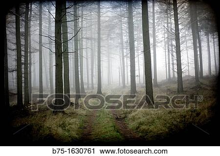 camino sugerente en el bosque con niebla, suggestive way in the forest with fog View Large Photo Image Stock Image - camino sugerente en el bosque con niebla, suggestive way in the forest with fog. Fotosearch