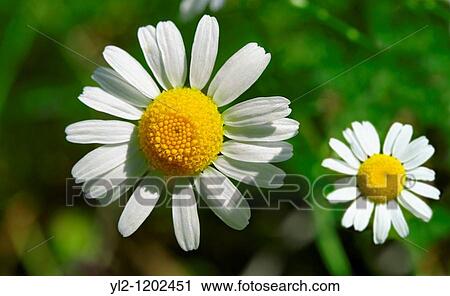 Camomile flowers View Large Photo Image Stock Image - Camomile flowers. Fotosearch