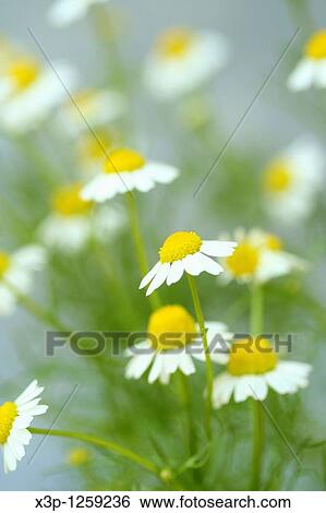 Camomile Matricaria chamomilla View Large Photo Image Stock Photograph - Camomile Matricaria chamomilla. Fotosearch
