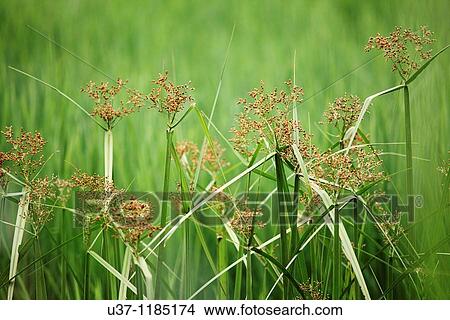 Picture - Camp Pueh padi field. Fotosearch