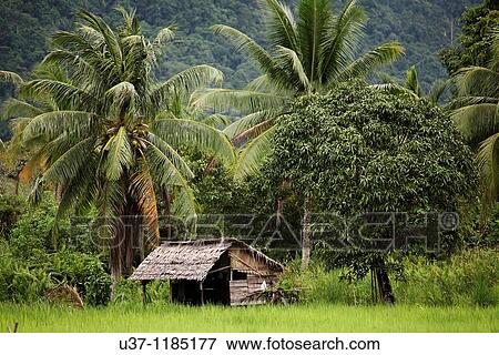 Camp Pueh padi field View Large Photo Image Stock Photo - Camp Pueh padi field. Fotosearch