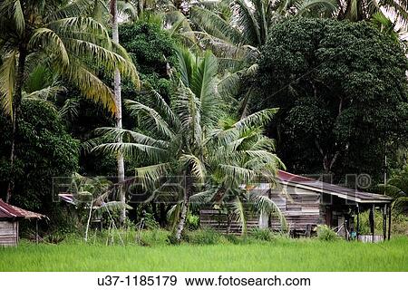 Camp Pueh padi field View Large Photo Image Stock Photo - Camp Pueh padi field. Fotosearch
