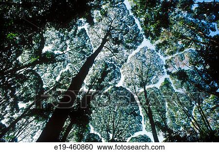 Stock Image - Camphor Laurel (Cinnamonum camphora). Kuala Lumpur, Malaysia. Fotosearch