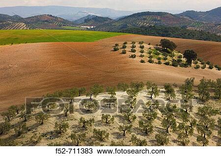 ? Campia? landscape. C? rdoba province. Andalucia. Spain. View Large Photo Image Stock Image - ? Campia? landscape. C? rdoba province. Andalucia. Spain.. Fotosearch