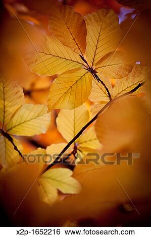 Campo de Moro gardens in autumn, Madrid, Spain View Large Photo Image Stock Photograph - Campo de Moro gardens in autumn, Madrid, Spain. Fotosearch