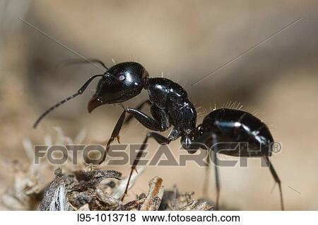 Stock Photo - Camponotus foreli, aggressive mediterranean ant worker. Fotosearch