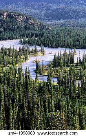 CANADA, ALBERTA, ROCKY MOUNTAINS, JASPER NATIONAL PARK, SUNWAPTA RIVER, LODGEPOLE PINE TREES. View Large Photo Image Stock Image - CANADA, ALBERTA, ROCKY MOUNTAINS, JASPER NATIONAL PARK, SUNWAPTA RIVER, LODGEPOLE PINE TREES.. Fotosearch