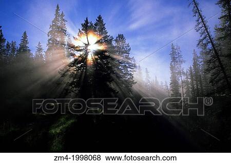 CANADA, ALBERTA, ROCKY MOUNTAINS, JASPER NATIONAL PARK, MALIGNE CANYON, TREE WITH STARBURST AND SUN RAYS. View Large Photo Image Stock Photo - CANADA, ALBERTA, ROCKY MOUNTAINS, JASPER NATIONAL PARK, MALIGNE CANYON, TREE WITH STARBURST AND SUN RAYS.. Fotosearch
