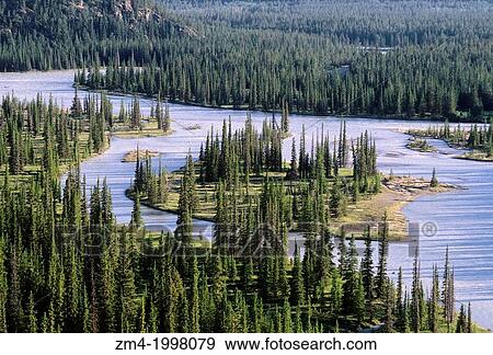 CANADA, ALBERTA, ROCKY MOUNTAINS, JASPER NATIONAL PARK, SUNWAPTA RIVER, LODGEPOLE PINE TREES. View Large Photo Image Stock Photo - CANADA, ALBERTA, ROCKY MOUNTAINS, JASPER NATIONAL PARK, SUNWAPTA RIVER, LODGEPOLE PINE TREES.. Fotosearch