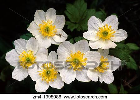CANADA, ALBERTA, ROCKY MOUNTAINS, JASPER NATIONAL PARK, GLOBE FLOWER. View Large Photo Image Stock Photograph - CANADA, ALBERTA, ROCKY MOUNTAINS, JASPER NATIONAL PARK, GLOBE FLOWER.. Fotosearch