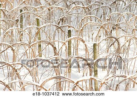Stock Image - Canada, BC, Abbotsford Raspberry canes tied up in winter. Fotosearch