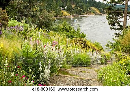 Canada, BC, Bowen Island Garden path leading to beach Bowen Island is located near Vancouver, BC in Howe Sound This garden is designed using plants that are not attractive to deer View Large Photo Image Stock Photo - Canada, BC, Bowen Island Garden path leading to beach Bowen Island is located near Vancouver, BC in Howe Sound This garden is designed using plants that are not attractive to deer. Fotosearch