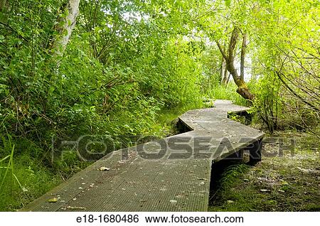 Canada, BC, Delta Fraser Estuary Zigzagging boardwalk in the forest near the shore of the Fraser River View Large Photo Image Stock Photograph - Canada, BC, Delta Fraser Estuary Zigzagging boardwalk in the forest near the shore of the Fraser River. Fotosearch
