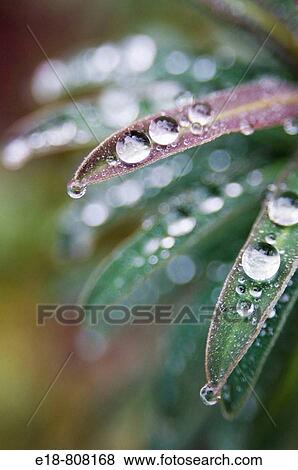 Canada, BC, Ladner Waterdrops on euphorbia plant in residential garden View Large Photo Image Stock Photo - Canada, BC, Ladner Waterdrops on euphorbia plant in residential garden. Fotosearch