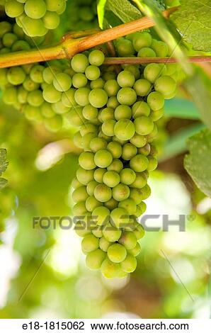 Canada, BC, Oliver Ripening green grapes on the vine in the Okanagan Valley View Large Photo Image Stock Image - Canada, BC, Oliver Ripening green grapes on the vine in the Okanagan Valley. Fotosearch