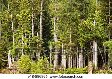 Canada, BC, Queen Charlotte Islands, Gwaii Haanas National Park Rainforest and rocks on the shoreline of Cungga Island View Large Photo Image Stock Photography - Canada, BC, Queen Charlotte Islands, Gwaii Haanas National Park Rainforest and rocks on the shoreline of Cungga Island. Fotosearch