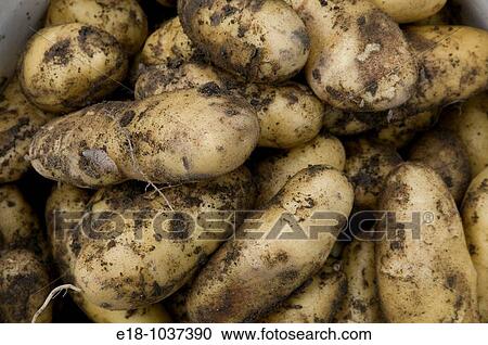 Stock Image - Canada, BC, Saltspring Island Organic potatoes, just dug out of the ground.. Fotosearch