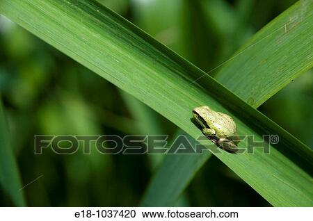 Stock Image - Canada, BC, Saltspring Island West coast tree frog on leaf at Weston Lake Pseudacris regilla. Fotosearch