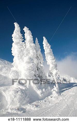 Stock Photo - Canada, BC, Sun Peaks Ski Resort Ice and snow covered trees at the top of the mountain. Fotosearch