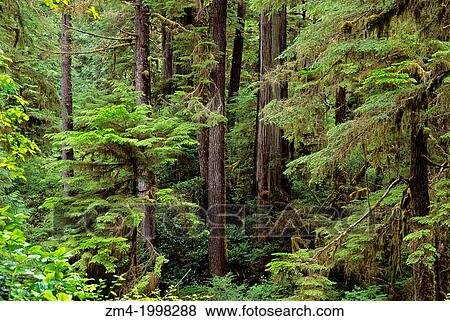 CANADA, BC, VANCOUVER ISLAND PACIFIC RIM NATIONAL PARK, TEMPERATE RAIN FOREST WESTERN HEMLOCK & RED CEDAR. View Large Photo Image Stock Photo - CANADA, BC, VANCOUVER ISLAND PACIFIC RIM NATIONAL PARK, TEMPERATE RAIN FOREST WESTERN HEMLOCK & RED CEDAR.. Fotosearch