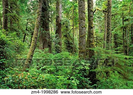 CANADA, BC, VANCOUVER ISLAND PACIFIC RIM NATIONAL PARK, TEMPERATE RAIN FOREST WESTERN HEMLOCK & RED CEDAR. View Large Photo Image Stock Photograph - CANADA, BC, VANCOUVER ISLAND PACIFIC RIM NATIONAL PARK, TEMPERATE RAIN FOREST WESTERN HEMLOCK & RED CEDAR.. Fotosearch