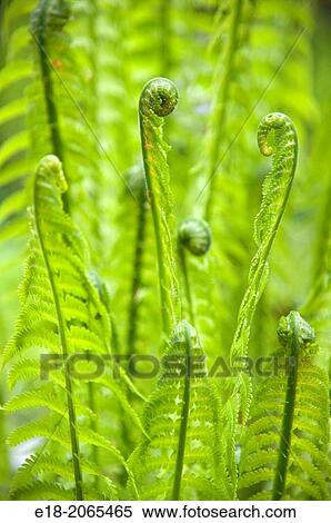 Canada, BC, Vancouver. New young shoots of fern in residential garden. View Large Photo Image Stock Photography - Canada, BC, Vancouver. New young shoots of fern in residential garden.. Fotosearch