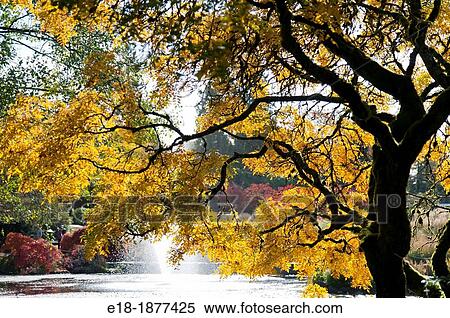 Canada, BC, Vancouver Van Dusen Garden Light shining through gold colored foliage of tree beside pond View Large Photo Image Stock Photography - Canada, BC, Vancouver Van Dusen Garden Light shining through gold colored foliage of tree beside pond. Fotosearch