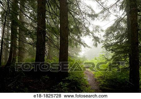 Stock Photo - Canada, BC, West Vancouver Baden Powel Trail between Horeshoe Bay and Cypress Mountain. Fotosearch